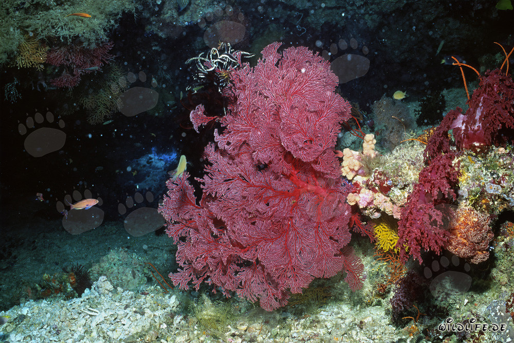 Faszinierende Gorgonie in einer atemberaubenden Steilwand vor der Küste von Namenalala, Fiji