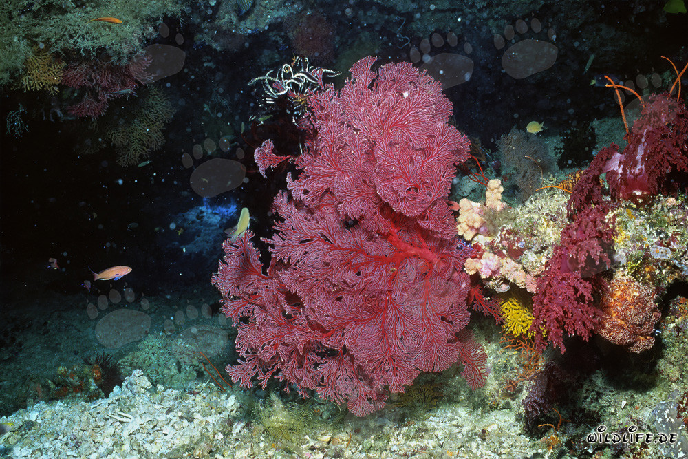 Fascinating sea fan in a stunning drop off off the coast of Namenalala, Fiji