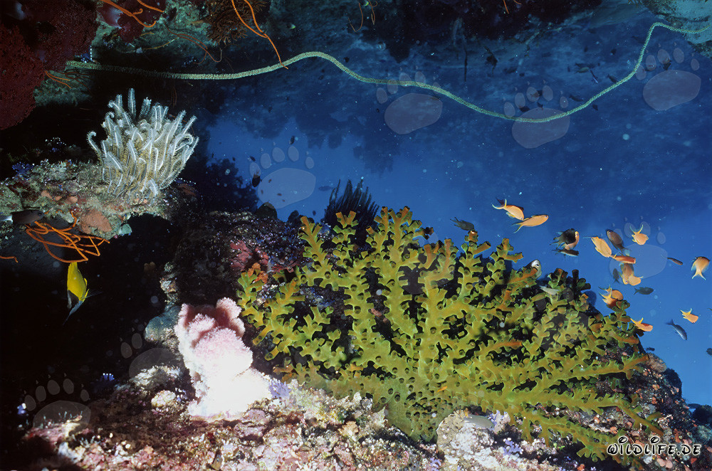 Fascinating Reef Scenic in Namenalala, Vanua Levu, Fiji