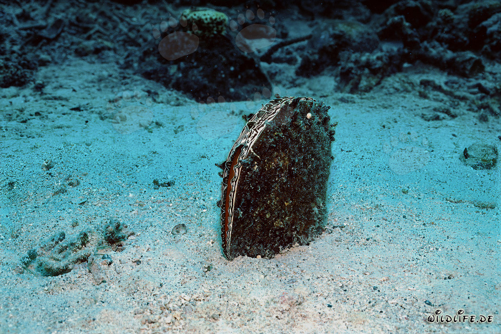 Almeja de penacho (Pinna bicolor) frente a la impresionante caída del arrecife de Namenalala