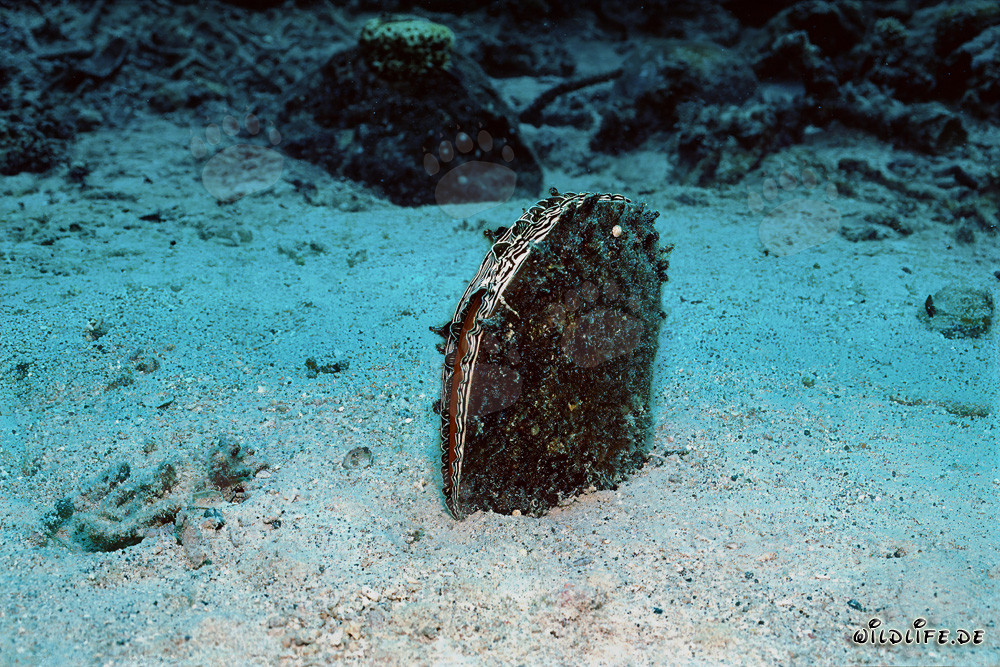 Pen shell (Pinna bicolor) in front of stunning Namenalala drop-off