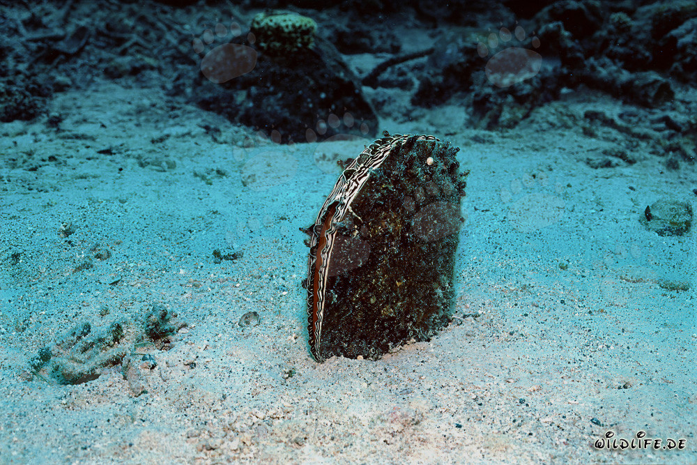 Steckmuschel (Pinna bicolor) vor atemberaubendem Namenalala-Riffabfall