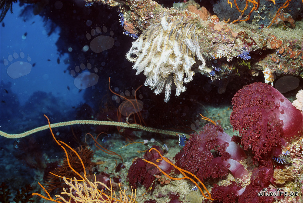 Corail mou et ophiure colorés dans le récif de Namenalala, Fidji