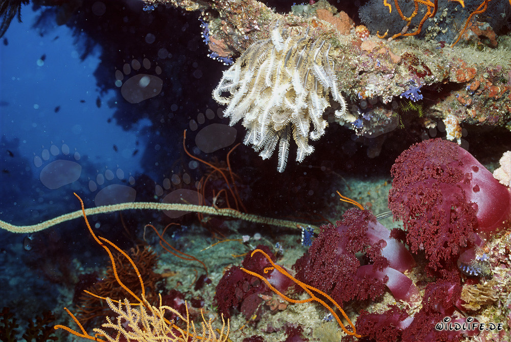 Colorful Soft Corals and Feather Star in the Reef of Namenalala, Fiji