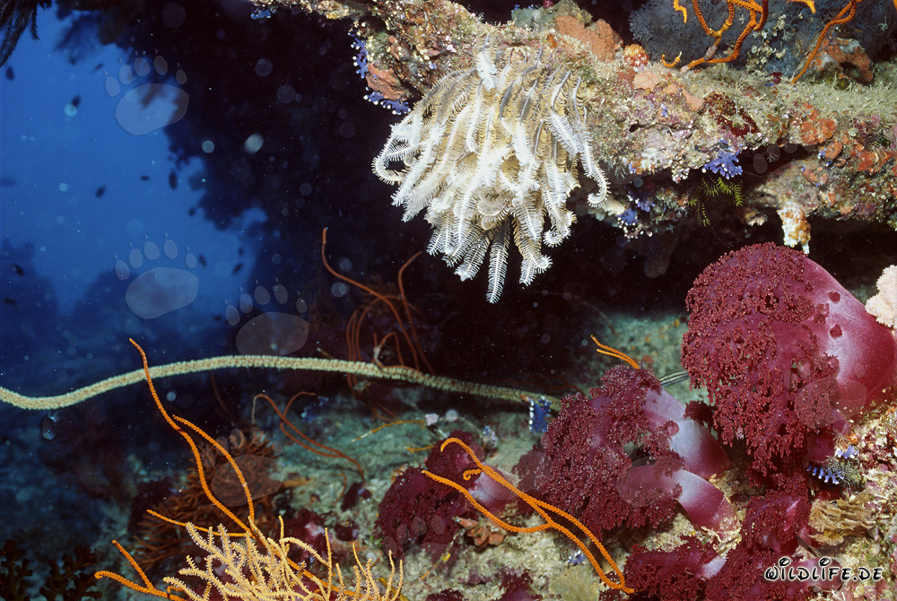 Farbenprächtige Weichkorallen und Federstern im Riff von Namenalala, Fiji