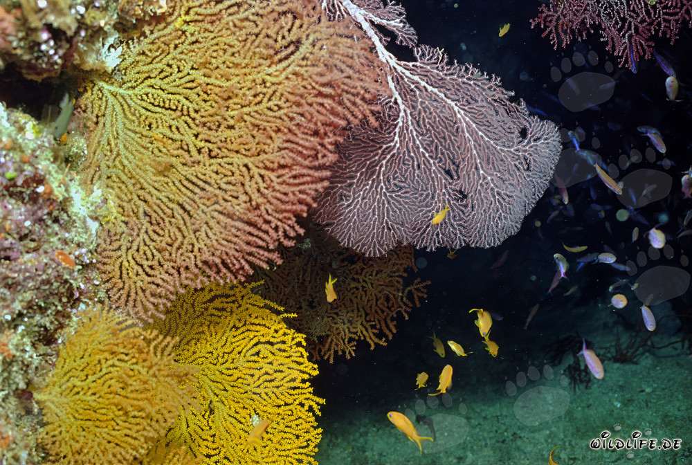 Colorful Gorgonians at the Drop-off