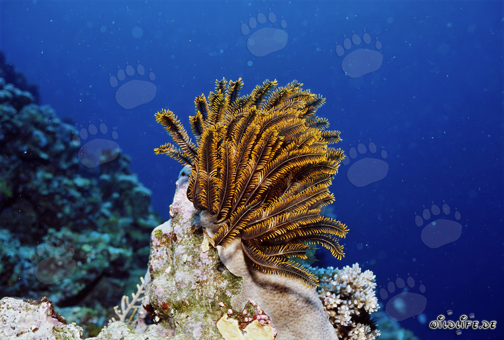 Fascinating feather star in the waters of Namenalala, Fiji