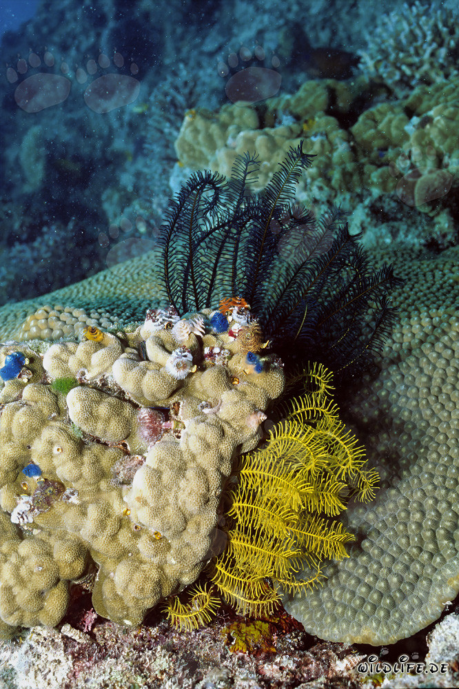 Multicolored feather stars