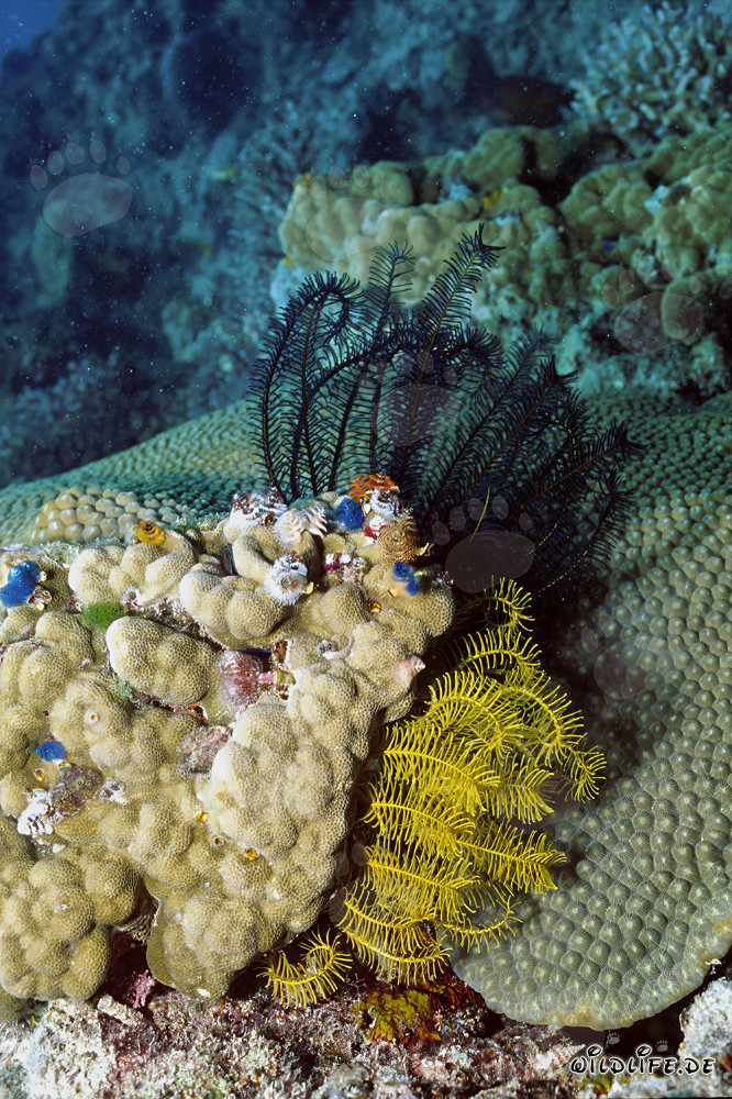 Stelle marine colorate