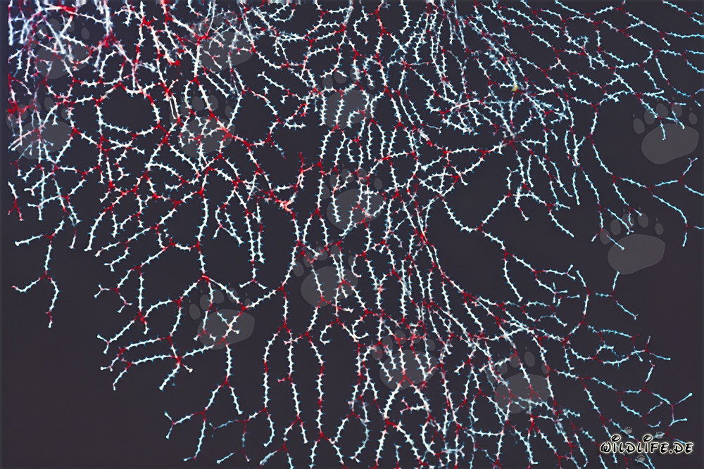 Étonnants éventails de corail en forme de branches sur un plafond de grotte