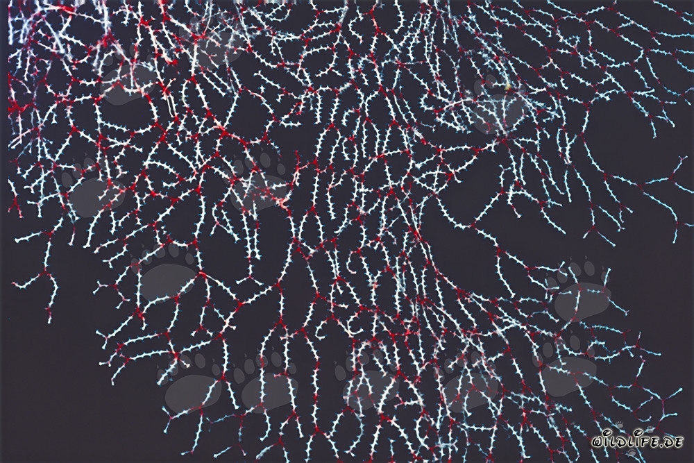 Fascinating white red sea fan (Acabaria delicata) on a cave ceiling