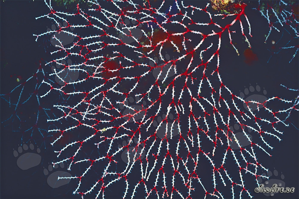 Éventail de branche coloré