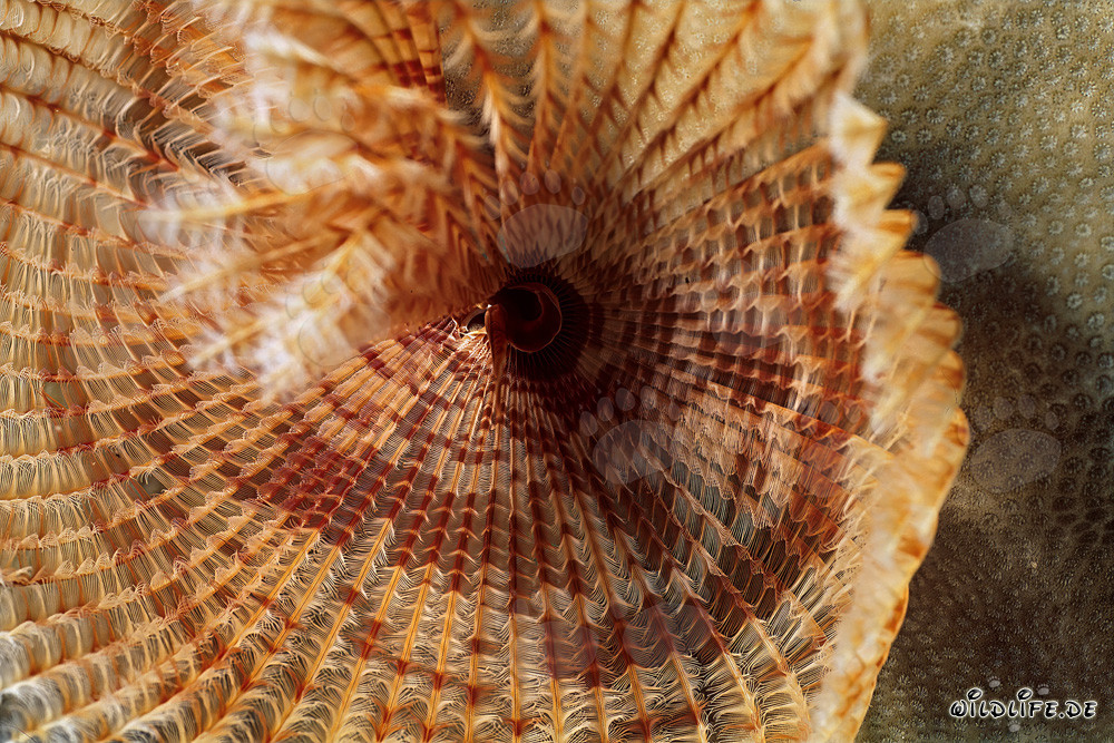 Fascinating Tubeworm in the Red Sea off Ras Mohammad, Egypt