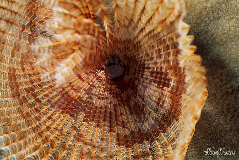 Affascinante Verme tubicolo nel Mar Rosso di fronte a Ras Mohammad, Egitto