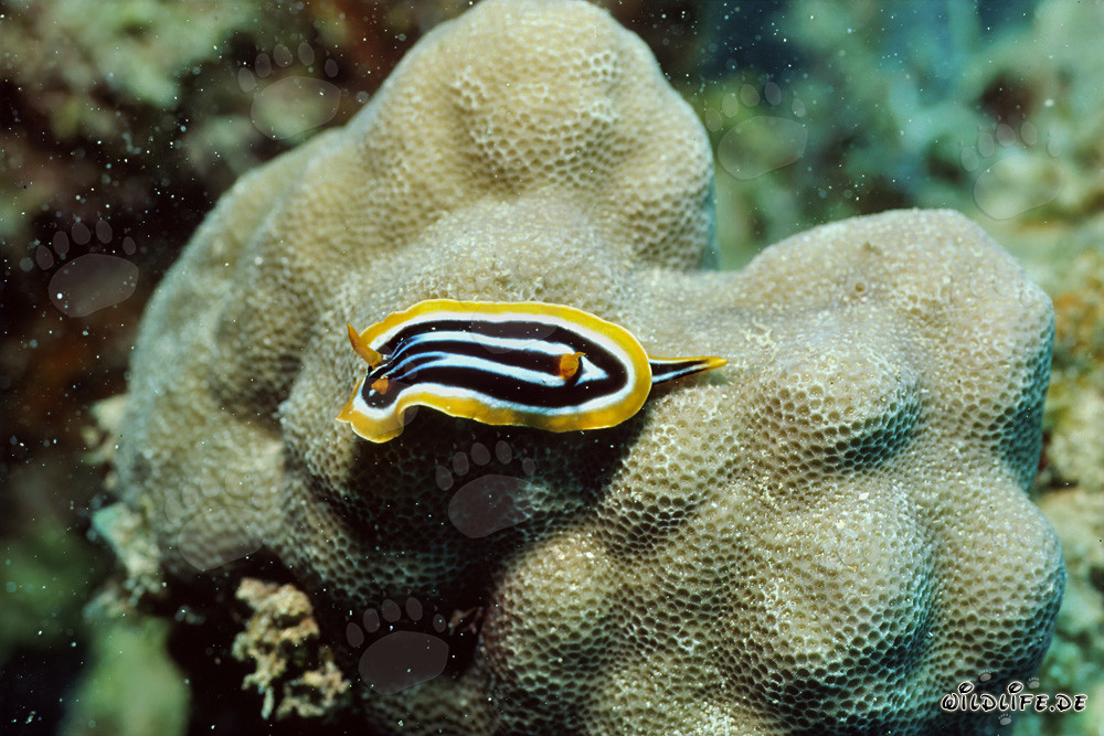 Bunte Nacktschnecke im Roten Meer