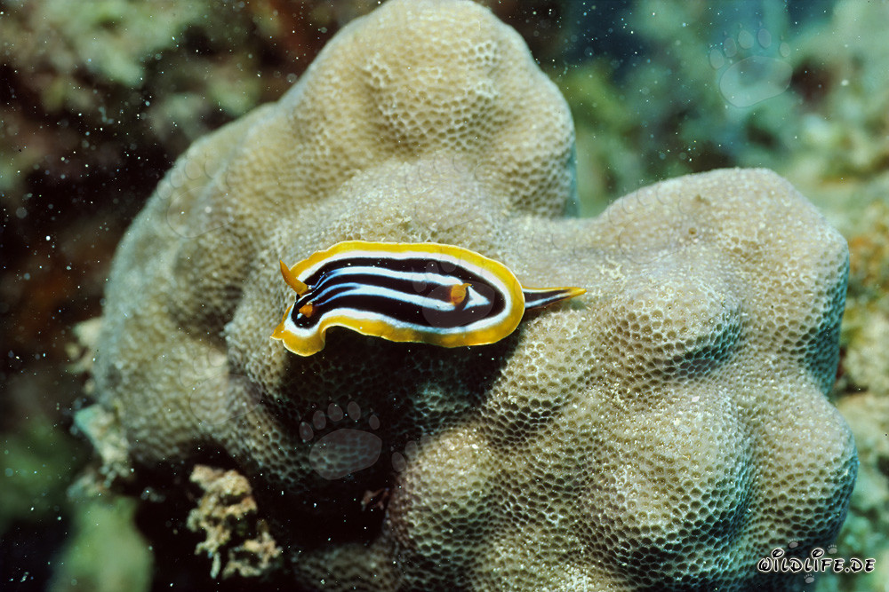 Caracol marino colorido en el Mar Rojo