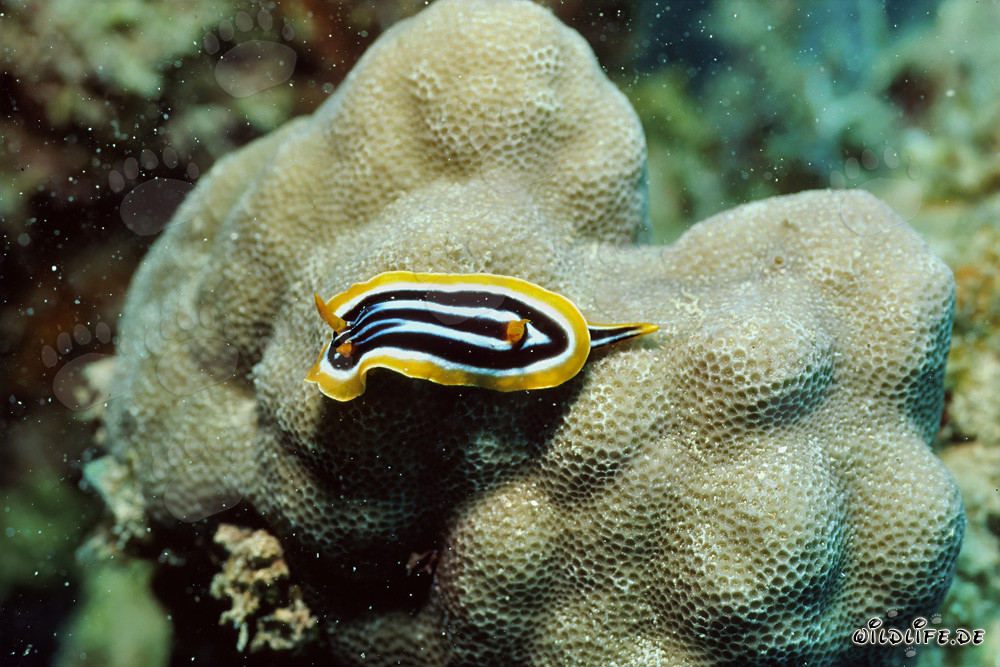 Lumaca di mare colorata nel Mar Rosso