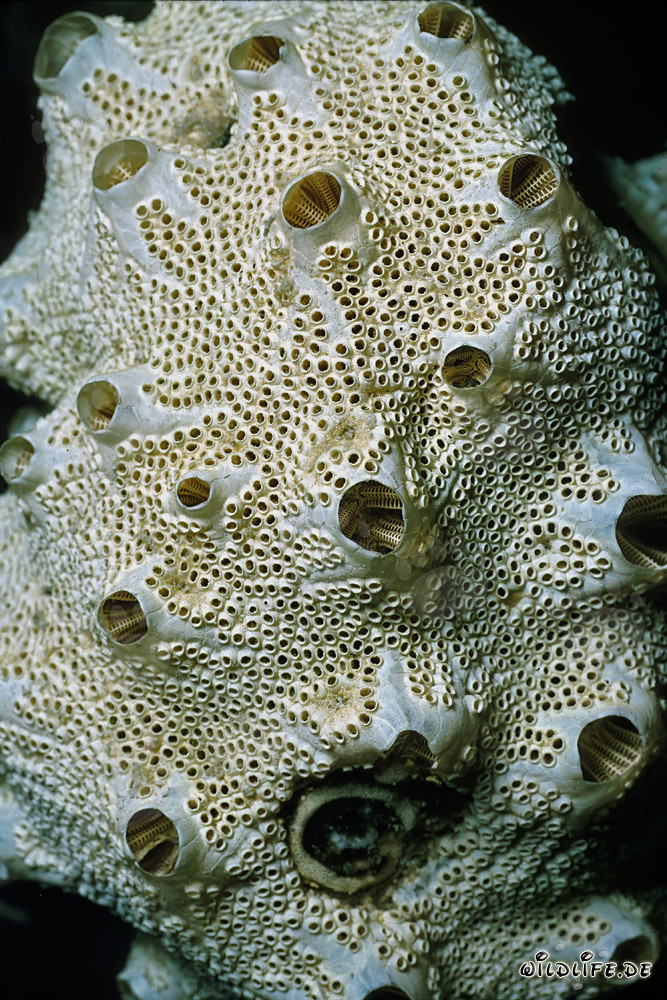 Fascinante ascidie de mer dans la mer Rouge devant Ras Mohammad, Égypte