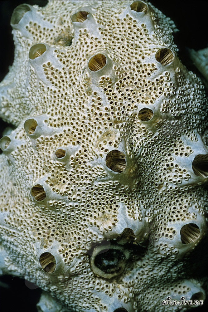 Fascinating sea squirts in the Red Sea off Ras Mohammad, Egypt