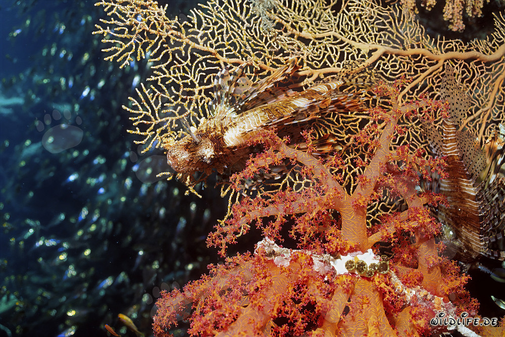 Corail mou fascinant dans la mer Rouge