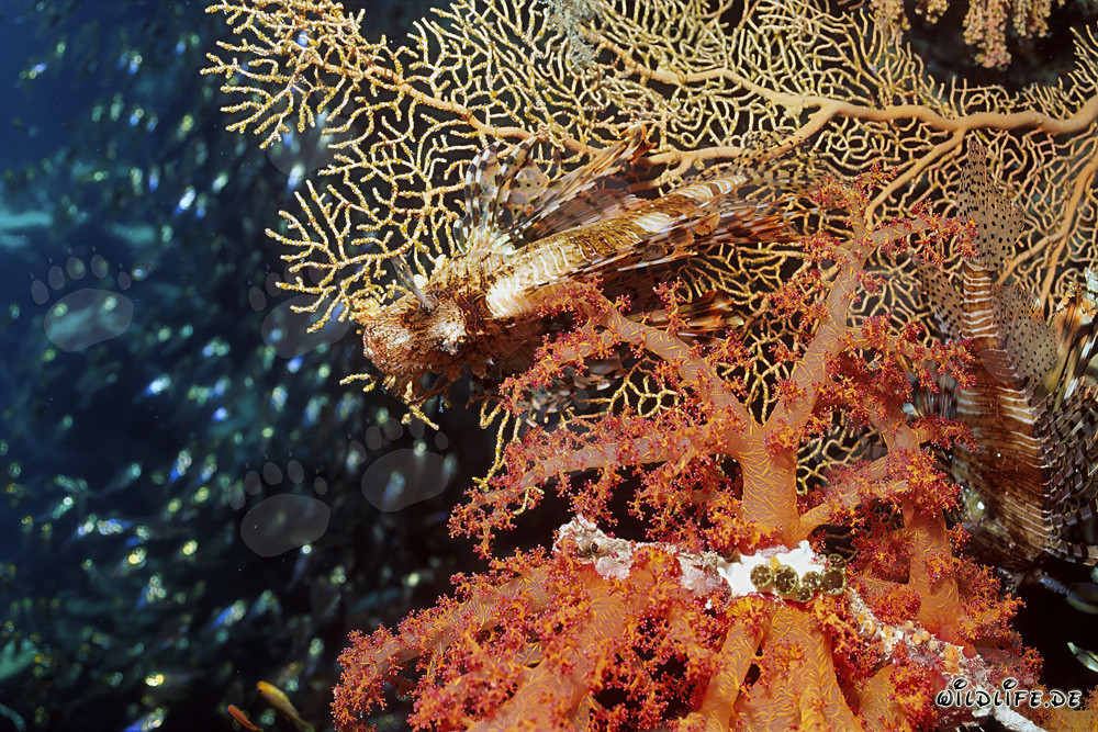 Fascinante coral blando en el Mar Rojo