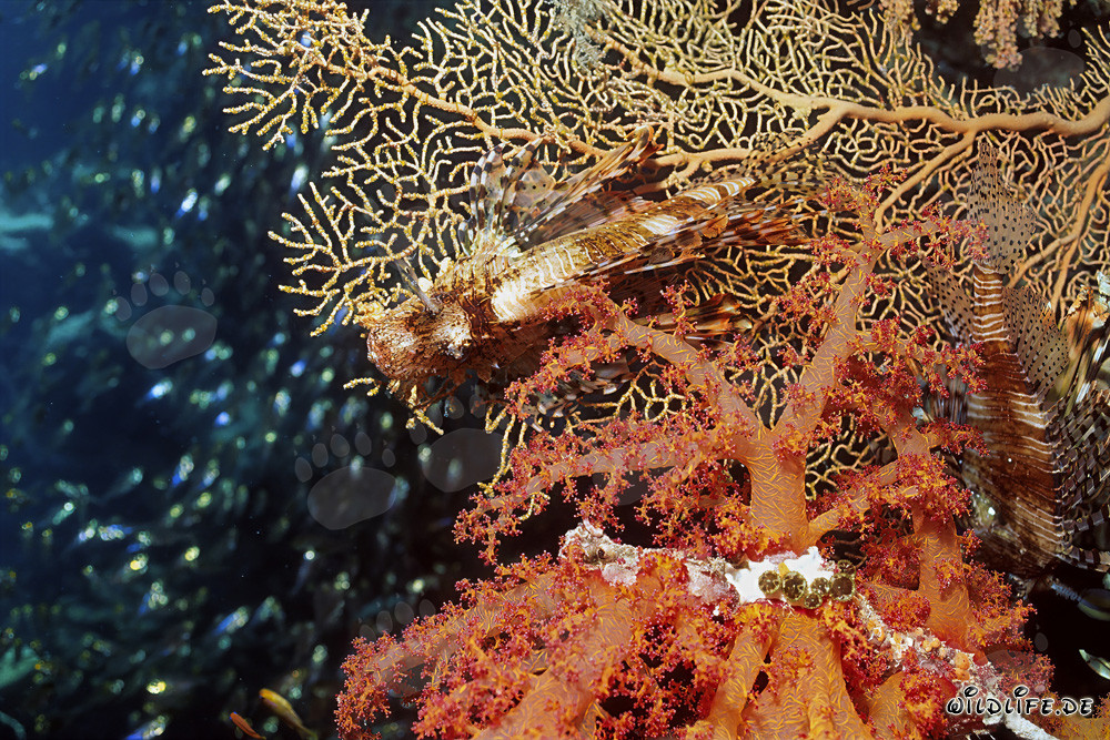 Affascinante corallo molle nel Mar Rosso