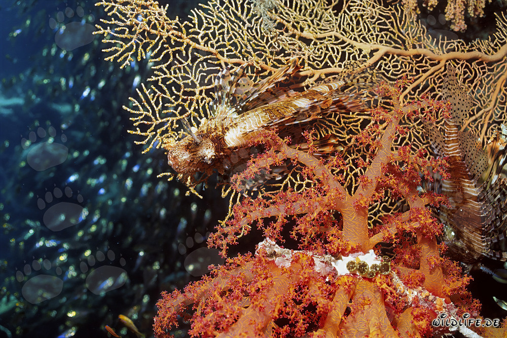 Fascinating Soft Coral in the Red Sea