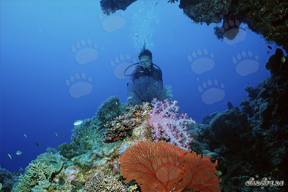 Affascinante mondo sottomarino con subacquea