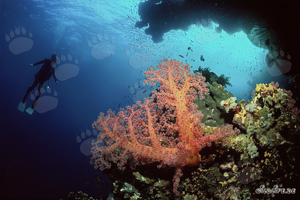 Fascinante corail mou et plongeuse dans la mer Rouge