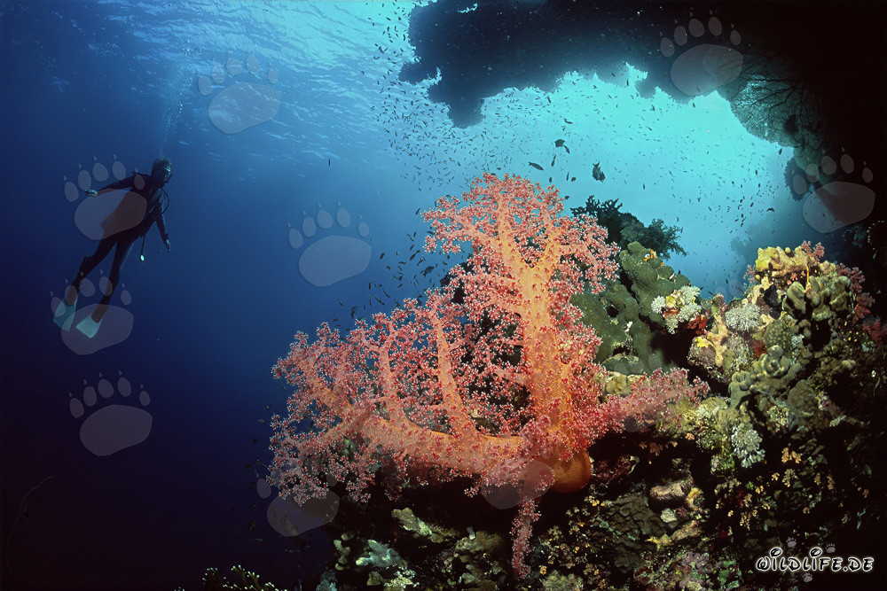 Fascinante coral blando y buceadora en el Mar Rojo