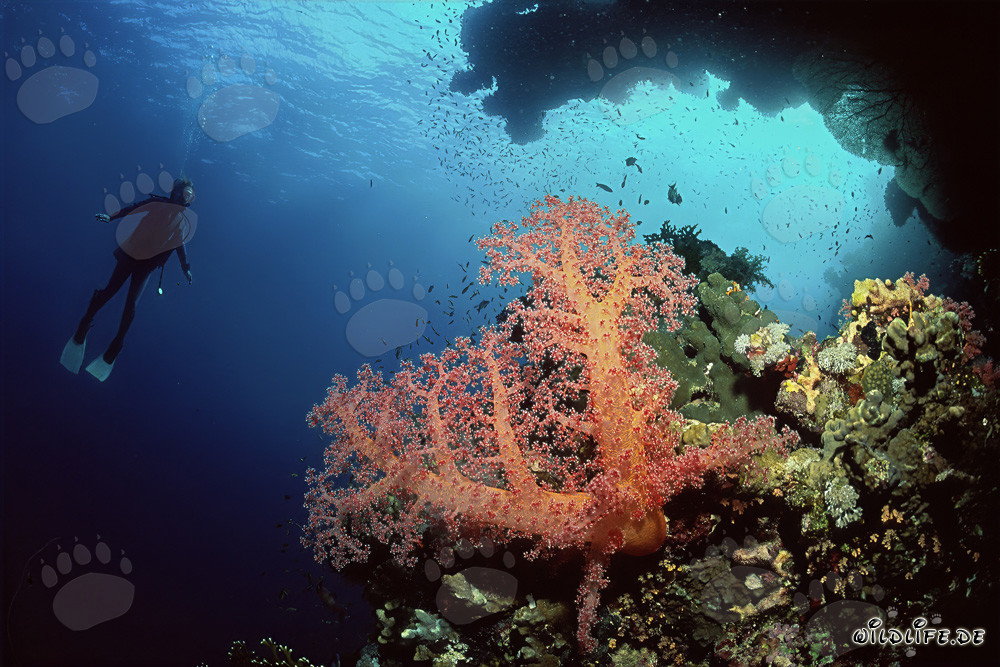 Fascinating soft coral with diver in the Red Sea