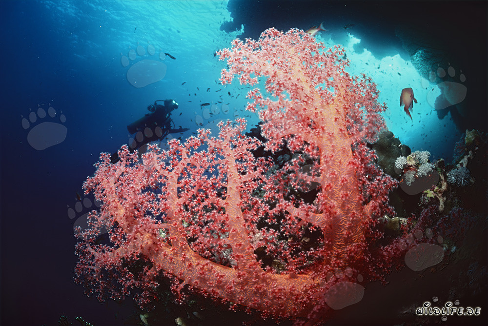 Corail mou fascinant et plongeuse à Ras Mohammad, Égypte