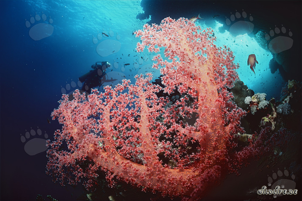 Fascinante coral blando y buceadora en Ras Mohammad, Egipto