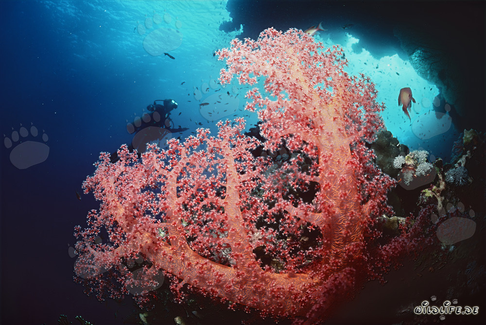 Fascinating soft coral with diver in Ras Mohammad, Egypt