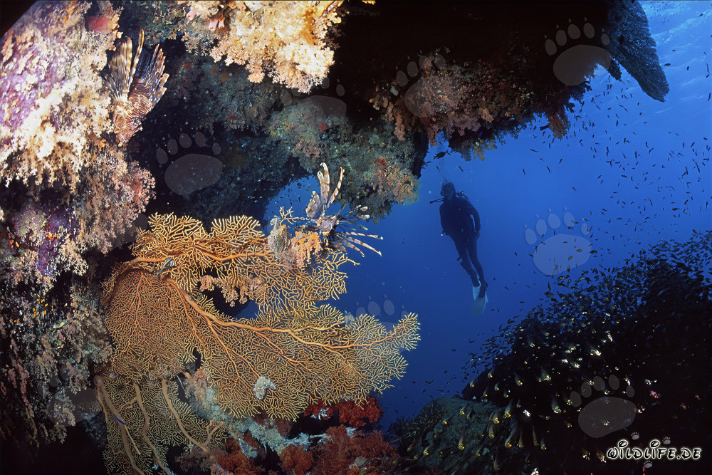 Giant sea fan Annella mollis and female diver underwater