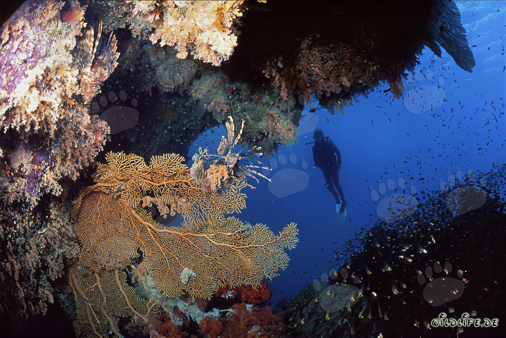 Riesige Gorgonie Annella mollis und Taucherin unter Wasser