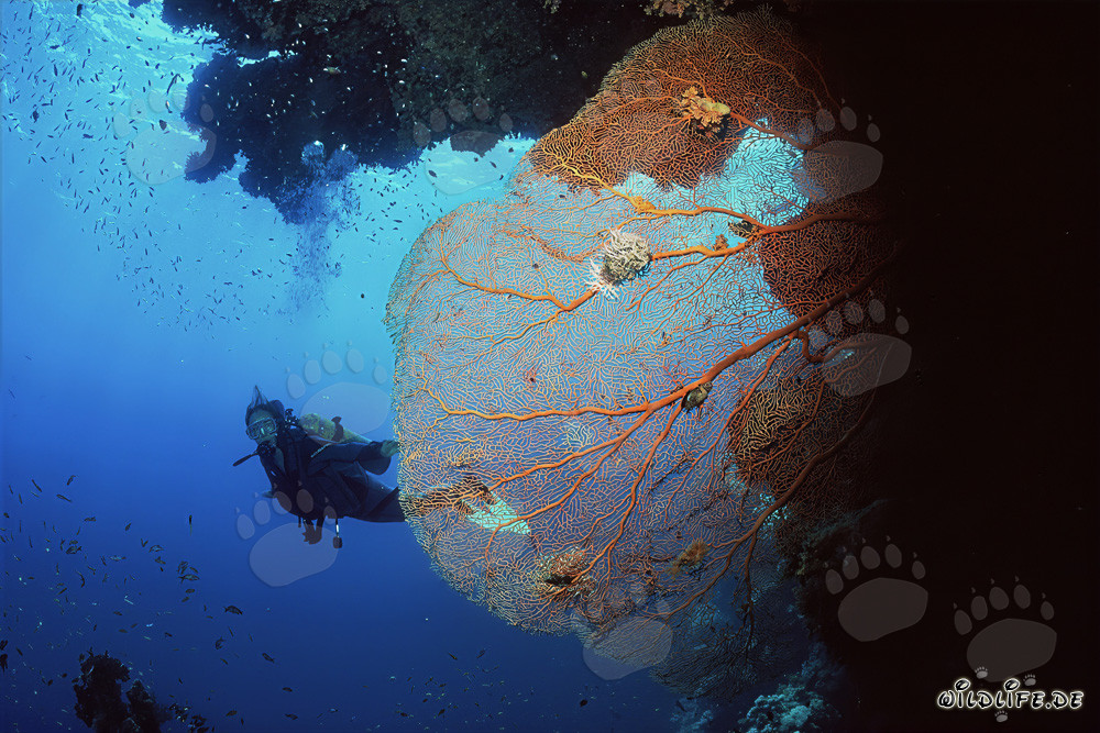 Gorgone fascinante et plongeuse courageuse dans la mer Rouge
