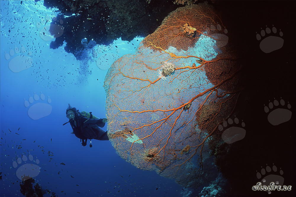 Fascinating Sea Fan and Brave Diver in the Red Sea
