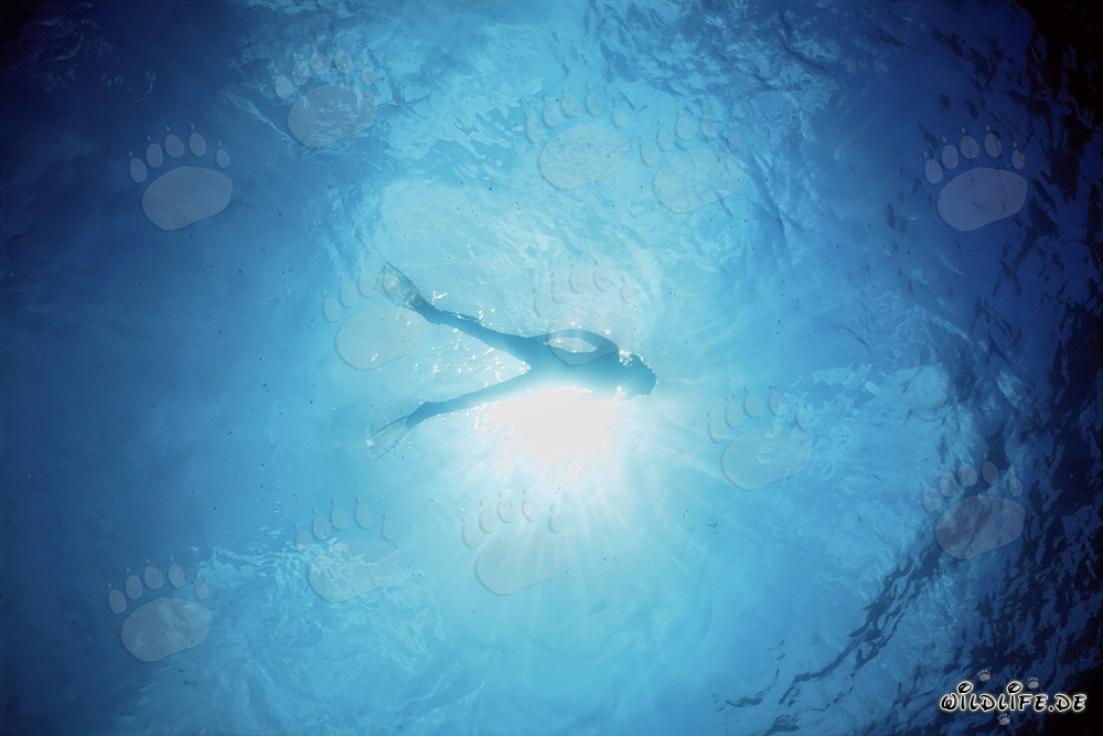 Fascinating Underwater World: Diver Admiring the Beauty of the Sea