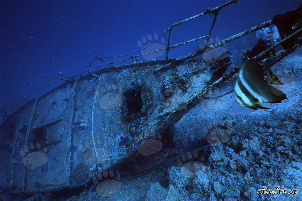 Fascinating shipwreck off the island of Bandos in the Maldives