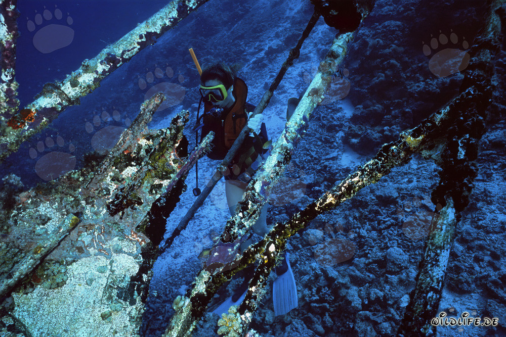 Relitto arrugginito nelle profondità dell'Oceano Indiano