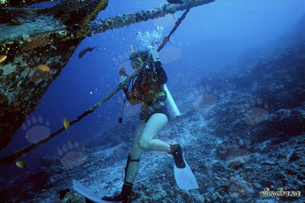 Fascinating diver exploring mysterious wreck off Bandos in the Maldives