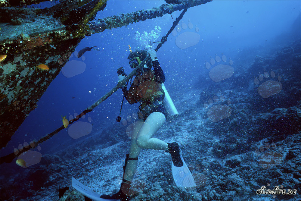 Plongeuse fascinante explore une épave mystérieuse devant Bandos aux Maldives
