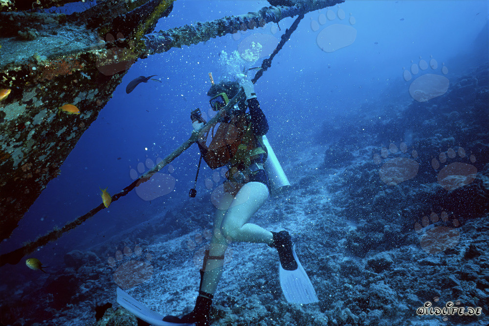 Affascinante subacquea esplora misterioso relitto di fronte a Bandos alle Maldive