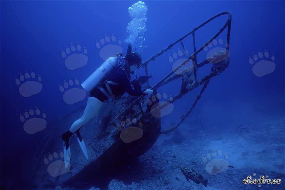 Fascinante buceadora explora misterioso pecio bajo el agua