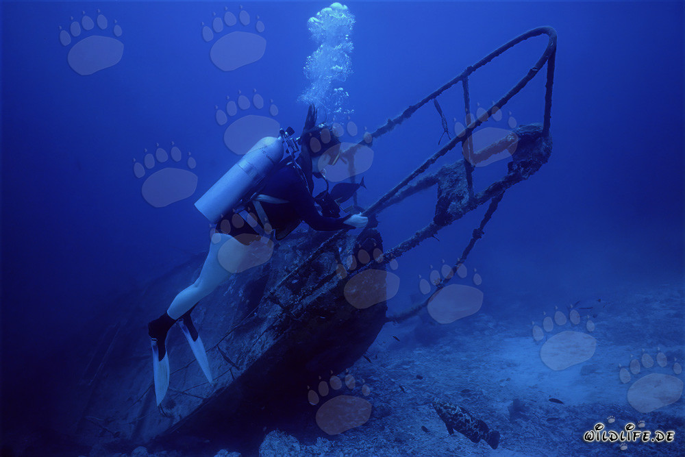 Fascinating diver exploring mysterious wreck underwater
