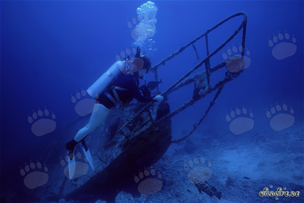 Plongeuse fascinante explore une épave mystérieuse sous l'eau