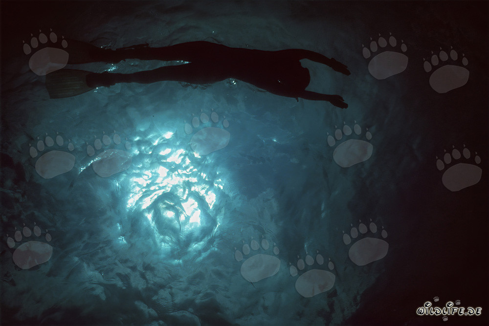 Fascinating Underwater World: Diver admiring Coral Reef in Backlight