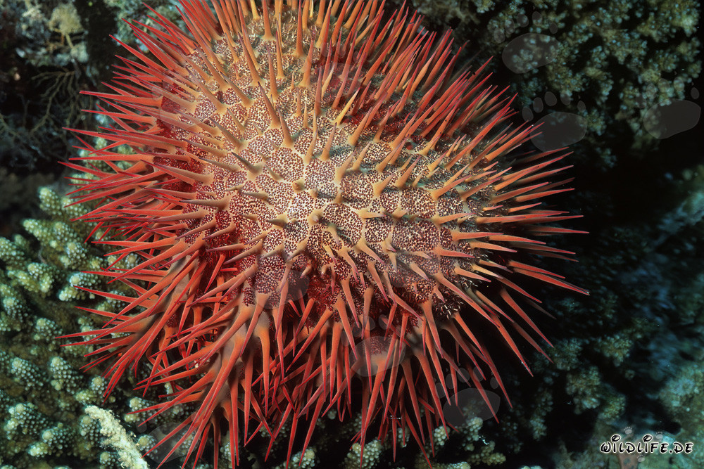 Crown-of-Thorns Starfish in the Reef