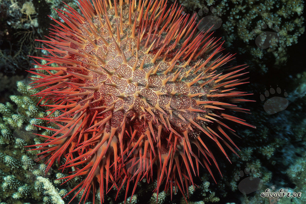 Étoile de mer couronne d'épines sur le récif